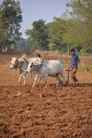 TIKAMGARH, MADHYA PRADESH, INDIA - NOVEMBER 23, 2020: Unidentified Indian farmer working with bull at his farm.のeditorial素材