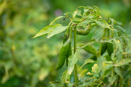 Green chili peppers growing on tree in the garden