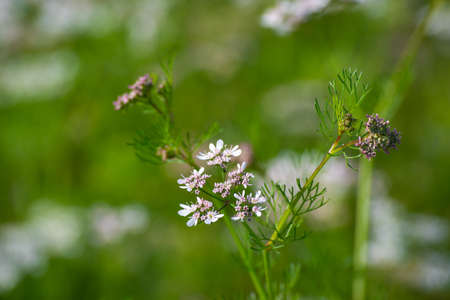 Coriander flowers in the garden