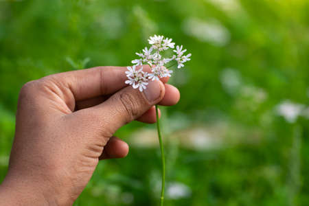Coriander plant in hand at fieldの写真素材