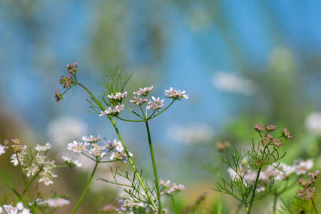 Coriander flowers in the garden