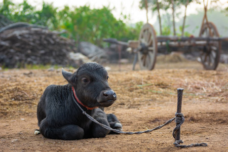 Baby buffalo in rural village