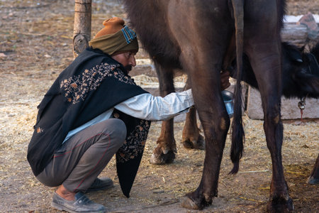 TIKAMGARH, MADHYA PRADESH, INDIA - FEBRUARY 17, 2021: Milkman milking his Buffalo.のeditorial素材