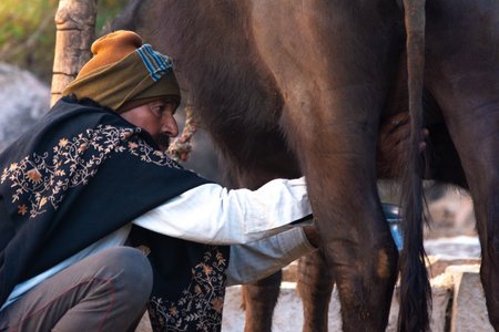 TIKAMGARH, MADHYA PRADESH, INDIA - FEBRUARY 17, 2021: Milkman milking his Buffalo.のeditorial素材