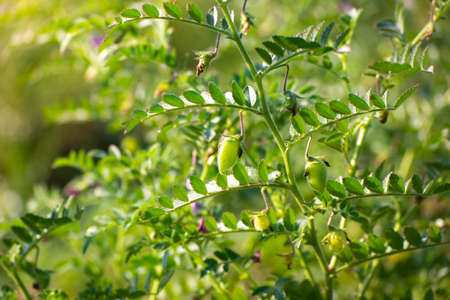 Chickpeas pod with green young plants in the fieldの写真素材