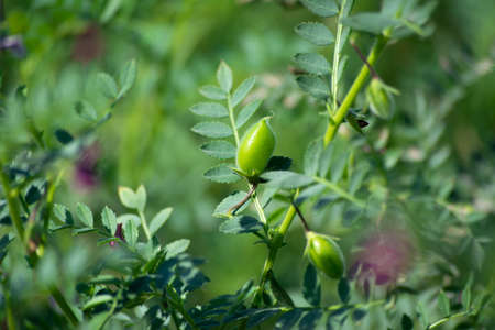 Chickpeas pod with green young plants in the fieldの写真素材