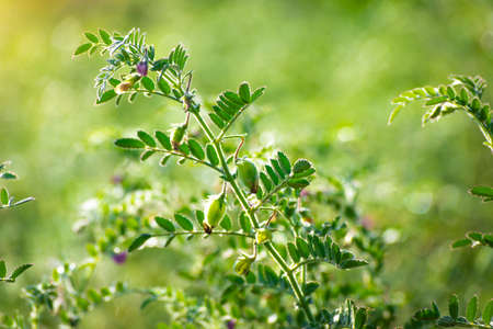 Chickpeas pod with green young plants in the fieldの写真素材
