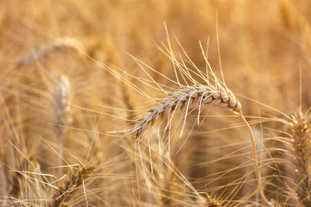 Ears of golden wheat, Agriculture farm and farming conceptの写真素材