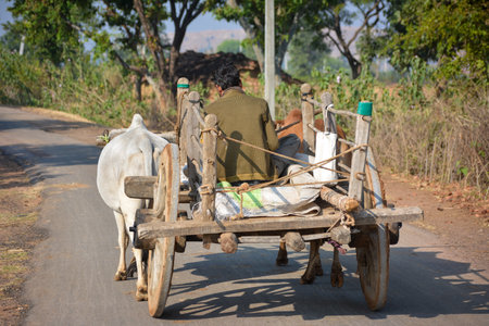TIKAMGARH, MADHYA PRADESH, INDIA - SEPTEMBER 28, 2021: Indian farmer riding bullock cart.のeditorial素材