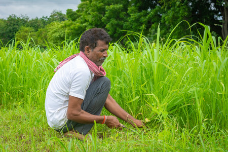 Indian man cutting grass with sickleの写真素材