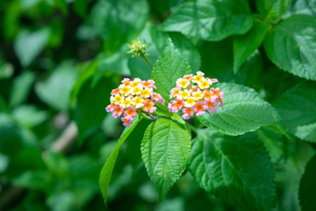 Lantana camara commonly known as west indian lantanaの写真素材