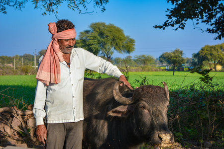 Indian farmer standing with his buffalo