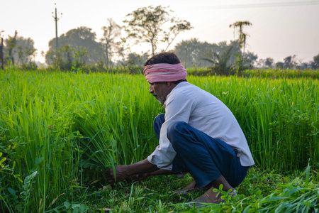 Indian Farmer Cutting Grass in Lush Green Field