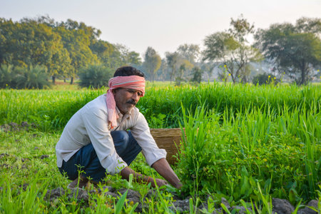 Indian Farmer Cutting Grass in Lush Green Field
