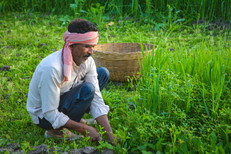 Indian Farmer Cutting Grass in Lush Green Field