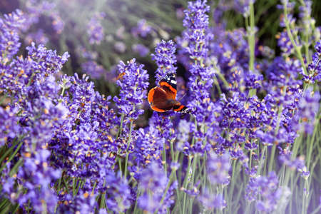 Beautiful image of lavender field over summer sunset landscape