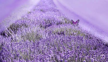 Beautiful image of lavender field over summer sunset landscape.