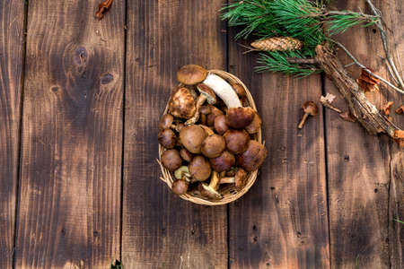Forest picking mushrooms in wickered basket top view copy space. Fresh raw mushrooms on the table....