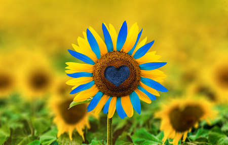 Sunflower in field colorized to resemble the Ukraine flagの写真素材