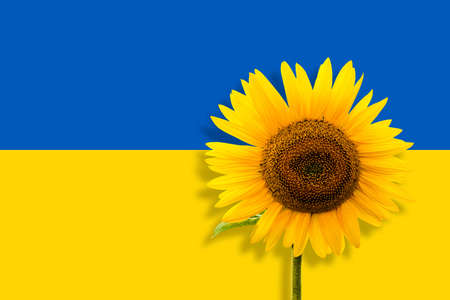 Single yellow sunflower on blue and yellow Ukraine flagの写真素材