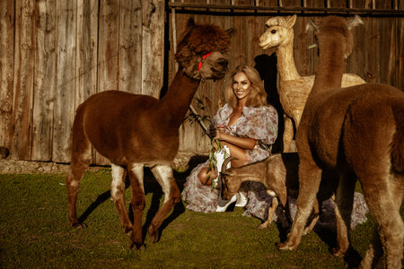 Beautiful young happy woman with cute alpacas on a spring day at the alpaca ranch. Pretty cowgirl with alpacas.の写真素材