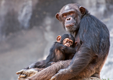 Chimpanzee and babyの写真素材