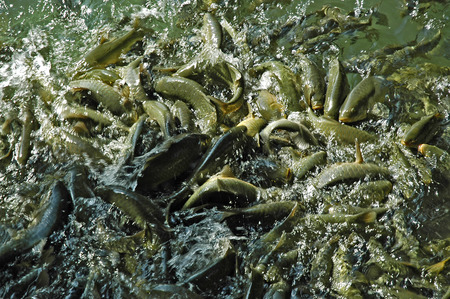 The pool of Abrahamの写真素材