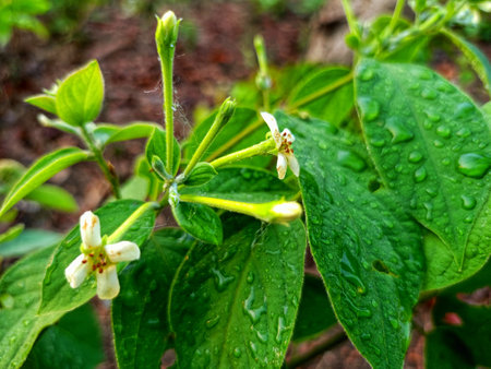 The flowers of the arum plant bloom dazzlingly