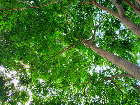 Lush trees with angels looking down