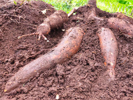 farmer harvests one cassava plant in the rice field during the day, cassava is a tuber root that grows luxuriantly in Indonesiaの写真素材