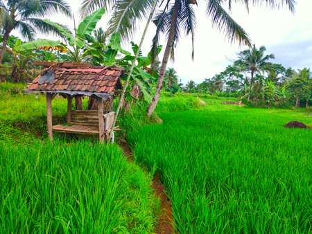 A small building in the rice, a place for farmer rest in indonesiaの写真素材