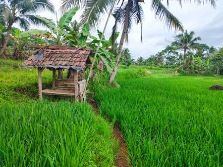 A small building in the rice, a place for farmer rest in indonesiaの写真素材