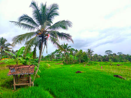 A small building in the rice, a place for farmer rest in indonesiaの写真素材