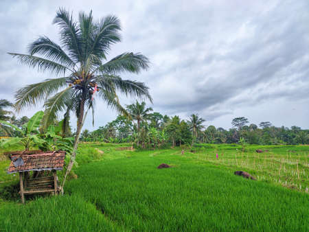 A small building in the rice, a place for farmer rest in indonesiaの写真素材