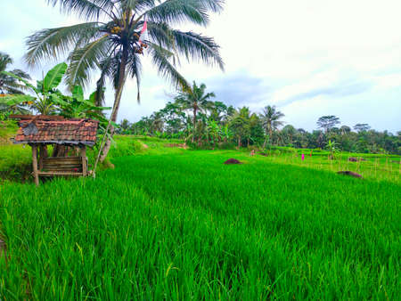 A small building in the rice, a place for farmer rest in indonesiaの写真素材