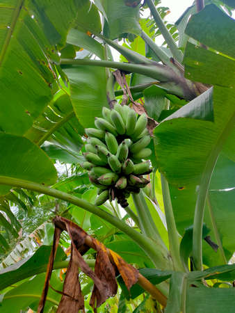 Fruit from banana trees are still raw, with dark green colorの写真素材