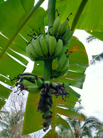 Fruit from banana trees are still raw, with dark green colorの写真素材