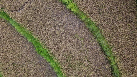 Natural photos of rice land views from above using drones in the afternoonの写真素材