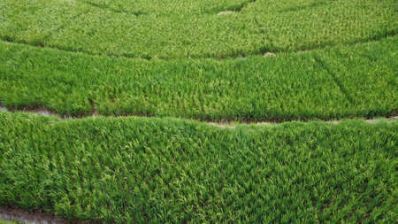 Natural photos of rice land views from above using drones in the afternoonの写真素材