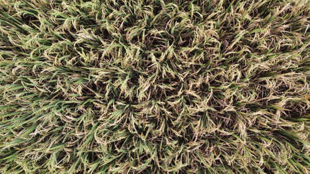 Natural photos of rice land views from above using drones in the afternoonの写真素材