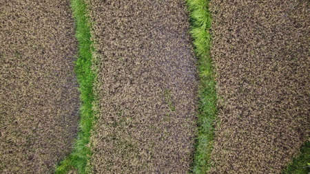 Natural photos of rice land views from above using drones in the afternoonの写真素材