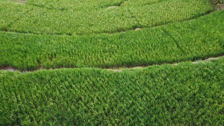 Natural photos of rice land views from above using drones in the afternoonの写真素材