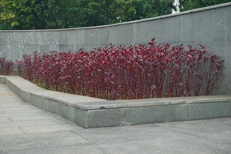 red leaves on the wall in the park, closeup of photoの写真素材