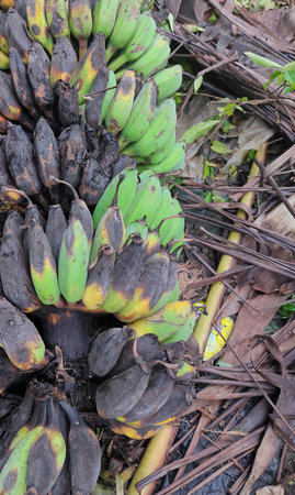 <p>I found 1 whole banana rotting on the ground in the garden</p>の写真素材
