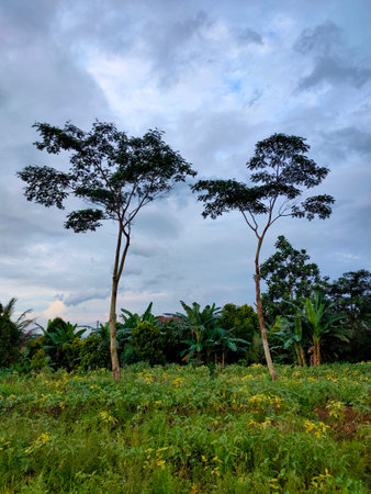 Object photo of 2 big trees around the garden. Surrounded by lots of plants in the garden with the sky in the background. In banten indonesiaの写真素材