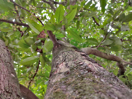 Close up photo of a guava tree trunk with a blurred background. Daytime guava tree trunk textureの写真素材