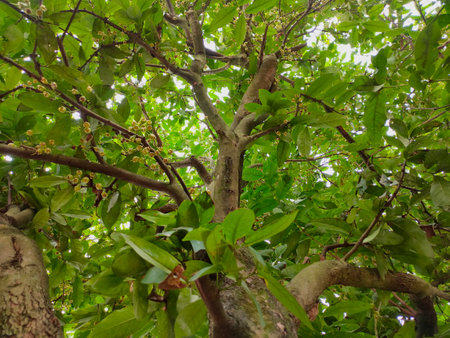 My neighbor has a water guava tree which is in the process of bearing fruit, small water guava fruit.の写真素材