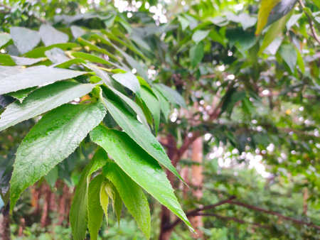 The leaves of the cherry tree are green, watery because of the rain, against the background of plants in the forestの写真素材