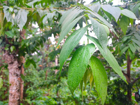 The leaves of the cherry tree are green, watery because of the rain, against the background of plants in the forestの写真素材
