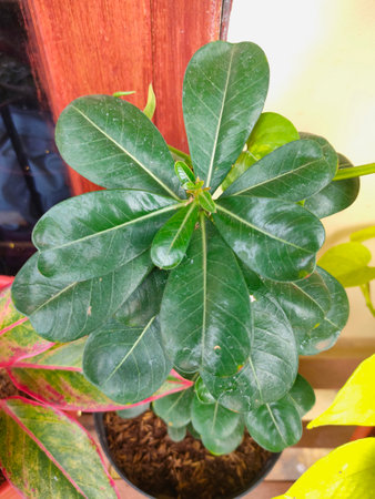 Close up photo of a bright green adenium plant in a plant pot, on the edge of my house, my mother takes care of the plantの写真素材